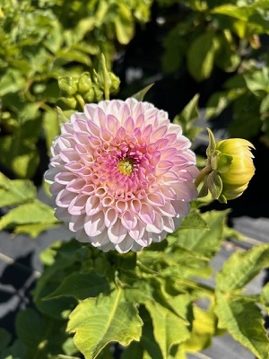 Dahlia Pink Pearl